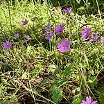 Pensión Nika & Camp Lekaj (Vlore)